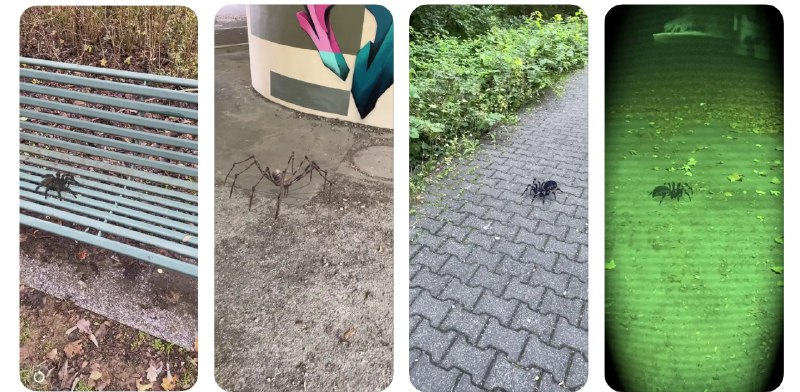  #应用限免  软件名称：AR Spiders  支持平台：#iOS 13.0+  软件价格：¥15.00 -> ¥0.00  软件简介：一款增强现实应用，让您可以在现实环境中与各种虚拟蜘蛛互动