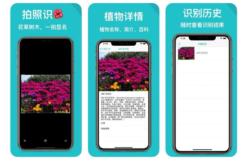  #应用限免  软件名称：植物识别-拍照识花草树木  支持平台：#iOS 9.0+  软件价格：内购限免  软件简介：一款强大的植物识别应用，支持包括花朵、树木等多种植物识别